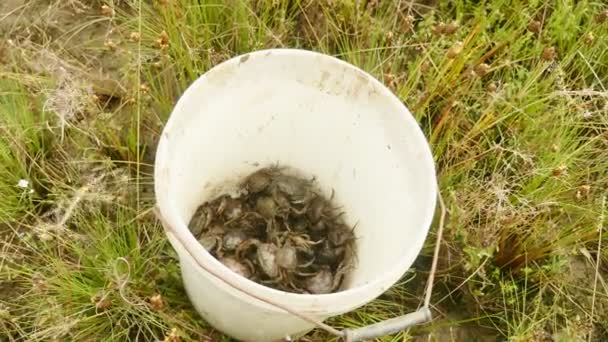 Живые крабов в пластиковом ведре — стоковое видео