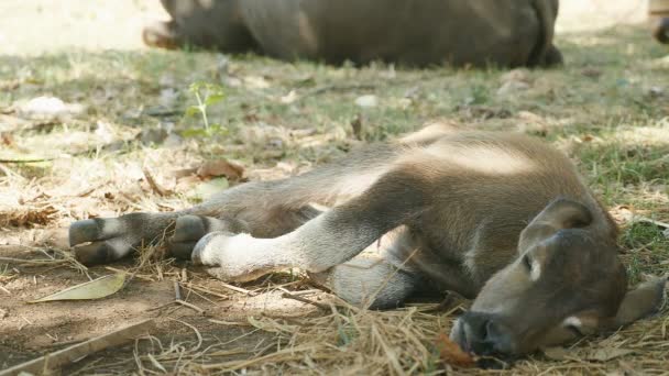 Gros plan d'un veau de buffle dormant sur le côté sous l'ombre d'un arbre — Video