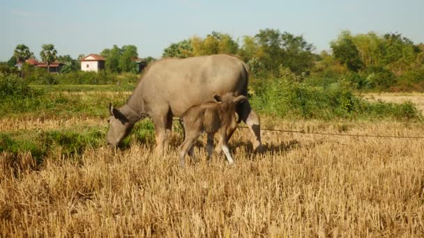  Buffle d'eau attaché au pâturage à la corde dans un champ (gros plan  )