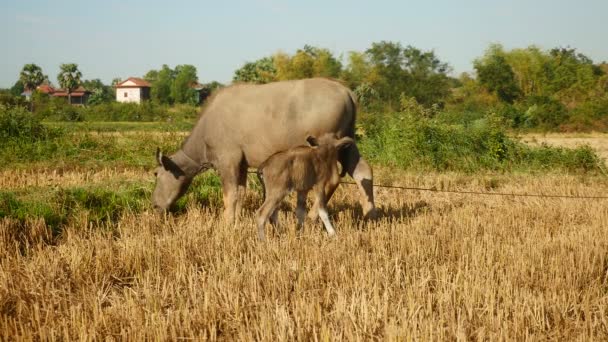 Búfalo de agua atado con cuerda pastando en un campo (de cerca  ) — Vídeos de Stock