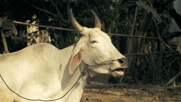 Крупным планом на белой корове, связанной веревкой на ферме и размышляющей — стоковое видео