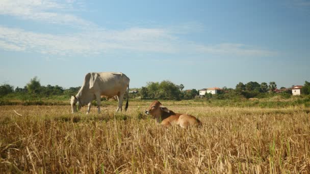Vache blanche broutant dans un champ à côté d'un veau brun couché sur le sol 