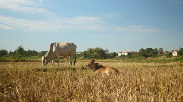 Vaca blanca pastando en un campo junto a un ternero marrón acostado en el suelo — Vídeo de stock