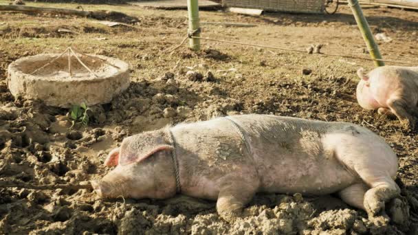 Cochon couvert de boue et attaché avec une corde dormant sur le sol 