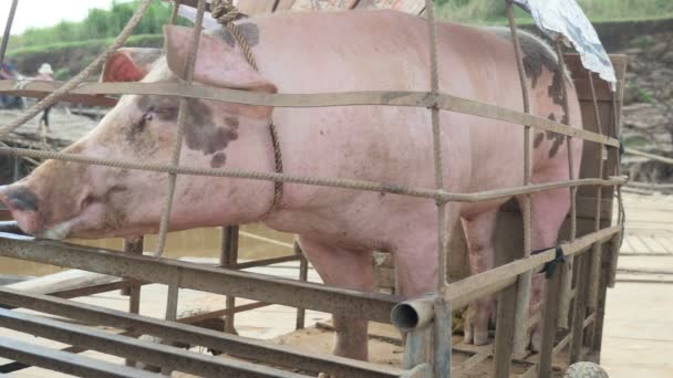 Pink black spotted pig tied up in cart loaded onto ferry boat for river crossing — Stock Video