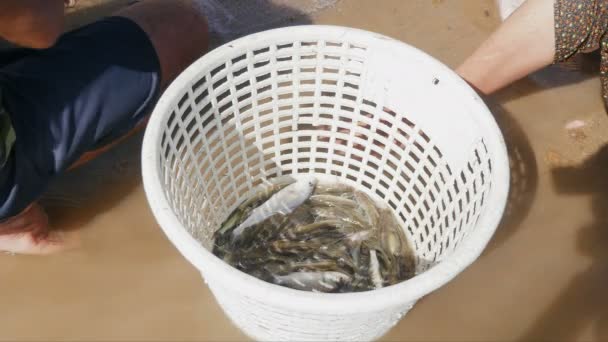 Рибалки видаляють вогнища риб вручну з сітки і кидають їх у пластиковий кошик — стокове відео