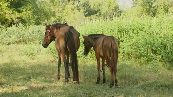 A gesztenye ló és csikó kötözve a kötél áll egymás mellett, a vad mező hátulnézet — Stock videók