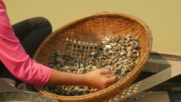 Close-up on woman sorting river clams out from rocks in a bamboo basket — Stock Video