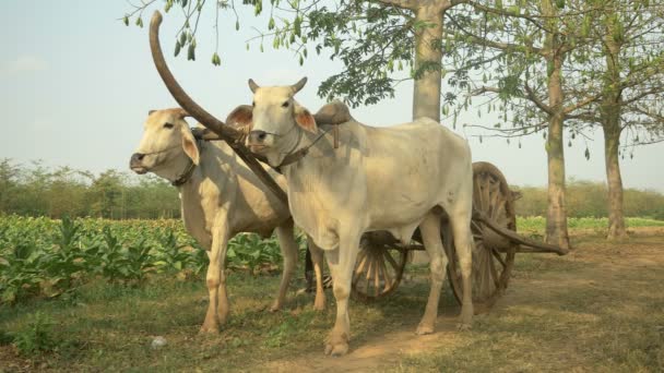 Vooraanzicht van een stationaire ox kar op landelijke pad door de velden van de tabak — Stockvideo