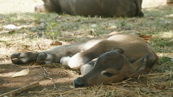 Gros plan d'un veau de buffle dormant sur le côté sous l'ombre d'un arbre — Video