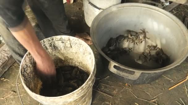 Schlammkrabben in Reisfeldern gefangen und von einem Krabbenjäger in einen Eimer geworfen — Stockvideo