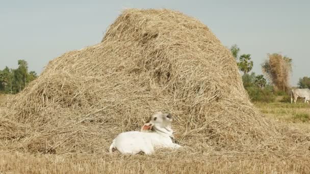 白い子牛横たわっていると干し草の山で太陽と残りの部分を取得 — ストック動画