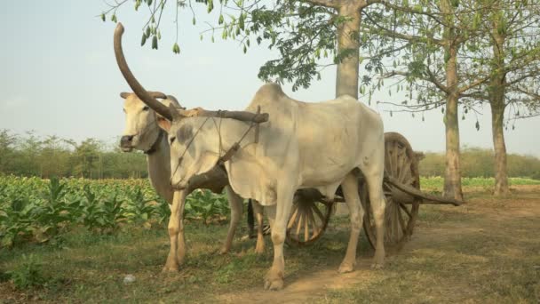 Vue de face d'un chariot à bœufs stationnaire sur le chemin rural à travers les champs de tabac — Video