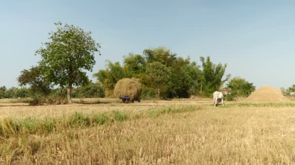 Achteraanzicht van een tweewielige trekker met zware lading rijst stro in het hele veld en grazende witte koe aan de kant — Stockvideo