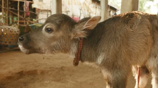 Gros plan d'un veau de buffle debout pour la première fois dans une grange — Video