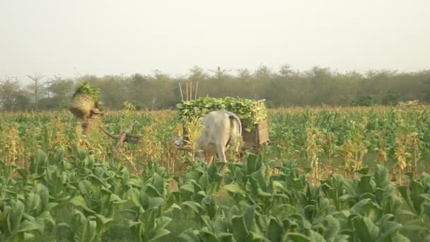 Boer die op zijn schouder een bamboe mand gevuld met geoogste tabak overlaat aan zijn houten kar aan de rand van het veld — Stockvideo