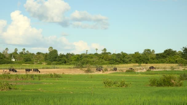 Vinden blåser över gröna risfält, med en besättning med vattenbufflar som går på väg genom fält som bakgrund — Stockvideo