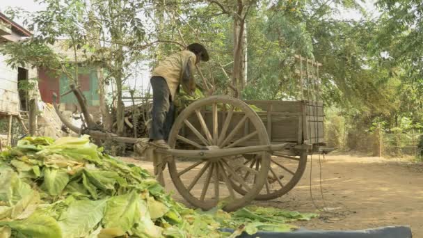 Farmer standing up on his wooden cart and taking harvested tobacco leaves out of his wooden cart — Stock Video