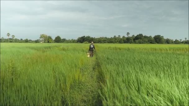 Chasseur de crabes attrapant des crabes de boue dans les rizières — Video