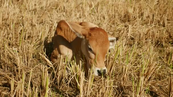 Extremo primer plano de un ternero marrón acostado y pastando en un campo de arroz seco — Vídeo de stock