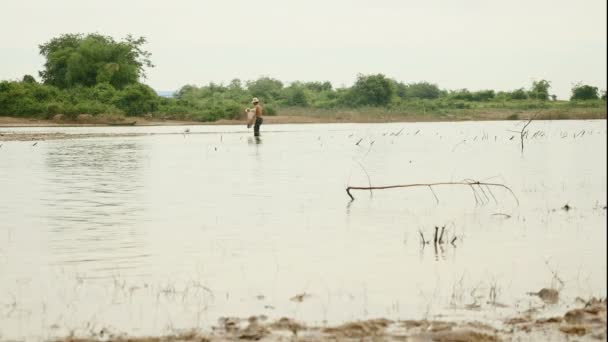 Fisherman casting net in shallow waters — Stock Video