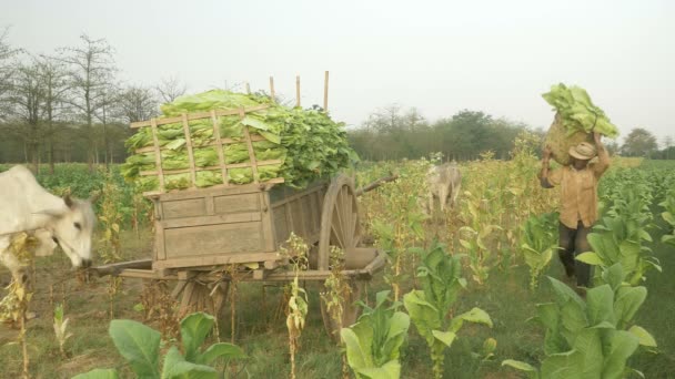 Фермер несет на плече бамбуковую корзину, наполненную собранными листьями табака, к своей деревянной тележке на краю поля. — стоковое видео