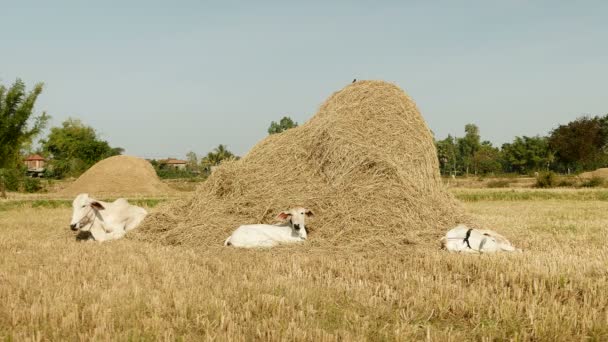 Wit koe met kalveren liggen in een veld door een stapel hooi — Stockvideo