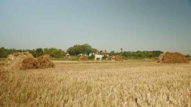 White cows in a dry paddy field with haystacks on the ground — Stock Video