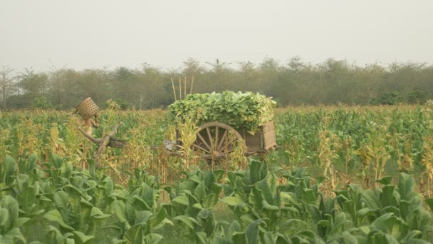 Dopo aver caricato le foglie di tabacco raccolte su un carrello di legno, l'agricoltore torna nel campo usando il tradizionale cesto di bambù per raccogliere nuove foglie di tabacco a mano. — Video Stock