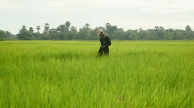 Yengeç almak için çeltik tarlasında yürüyen yengeç haunter,
