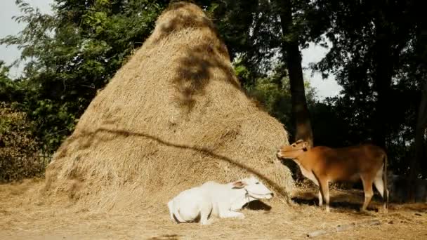 Vaca marrom comendo feno e vaca branca deitada ao pé de um palheiro alto — Vídeo de Stock