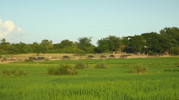 Vinden blåser över gröna risfält under klar himmel, med en besättning med vattenbufflar som går på väg genom fält som bakgrund — Stockvideo