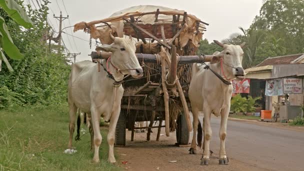 Ox cart carrying clay bowls and pots — Stock Video