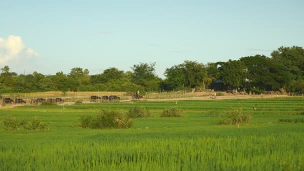 緑の田んぼフィールドを介してパスを背景として上を歩く水牛の群れとの明確な空の下に吹く風 — ストック動画