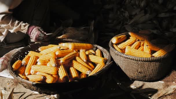 Los agricultores son descascarado de los granos — Vídeos de Stock