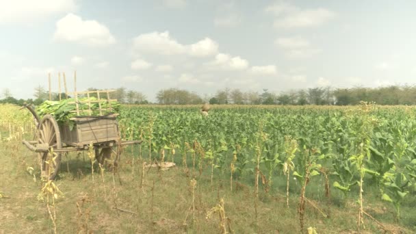 Después de cargar las hojas de tabaco cosechadas en un carro de madera, el agricultor regresa al campo usando la cesta de bambú tradicional para recoger nuevas hojas de tabaco a mano. — Vídeo de stock