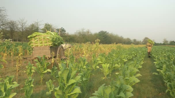 Agricultor carregando em seu ombro uma cesta de bambu cheia de folhas de tabaco colhidas para seu carrinho de madeira na borda do campo — Vídeo de Stock