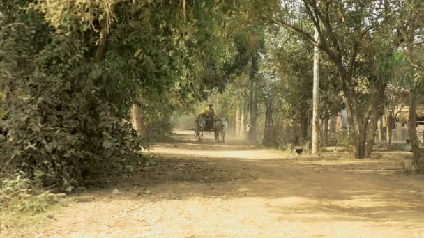 Farmer riding an ox cart loaded with tobacco leaves on a rural road — Stock Video