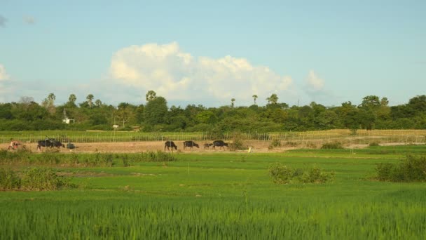 Viento soplando sobre verdes arrozales, con una manada de búfalos de agua caminando por el camino a través de los campos como telón de fondo — Vídeos de Stock