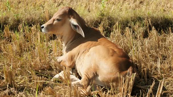 Sleepy brown calf lying in the sun in a field ( close up ) — Stok Video