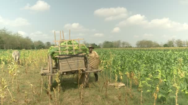 Depois de carregar as folhas de tabaco colhidas em um carrinho de madeira, o agricultor volta ao campo usando a cesta de bambu tradicional para pegar novas folhas de tabaco à mão. — Vídeo de Stock