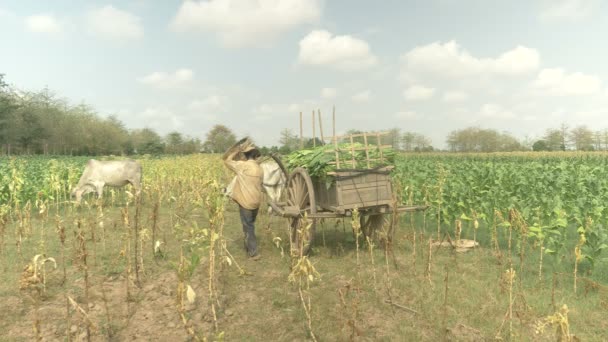 After loading harvested tobacco leaves onto a wooden cart , farmer going back in the field using traditional bamboo basket to pick new tobacco leaves by hand — Stock Video