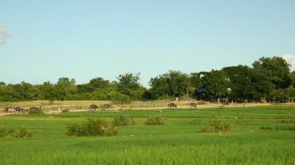 Ветер дует над зелеными рисовыми полями под чистым небом, со стадом буйволов, идущих по пути через поля в качестве фона — стоковое видео