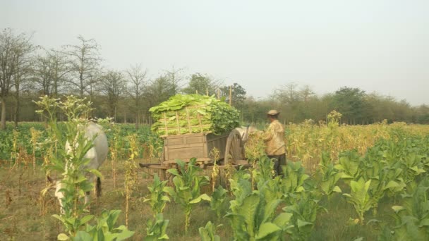 After loading harvested tobacco leaves onto a wooden cart , farmer going back in the field using traditional bamboo basket to pick new tobacco leaves by hand — Stock Video