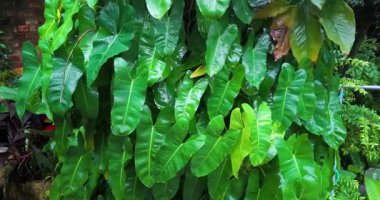 Yakından bakıldığında, büyük, parlak yeşil yapraklardan oluşan yoğun bir küme, sağanak yağmur damlacıklarıyla kaplı olarak parıldıyor.. 