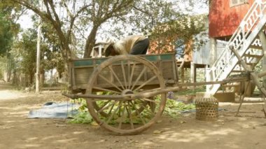 Çiftçi hasat tütün atmak için onun ahşap sepeti üzerinde ayakta yere bırakır