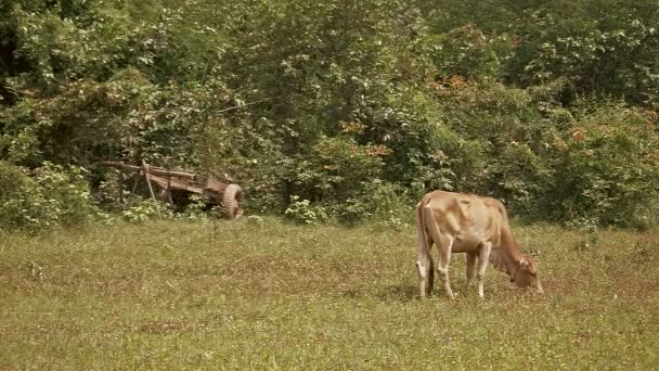 Brązowe krowy jedzenia trawy w polu — Wideo stockowe
