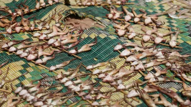 Gros plan mouches se nourrissant de petites grenouilles mortes sur des brochettes de bambou séchant sur un tapis — Video