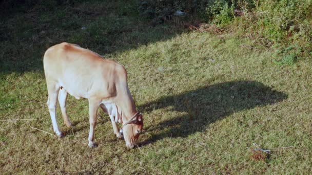 Vaquilla de color marrón claro (vaca joven) pastando en un campo — Vídeos de Stock