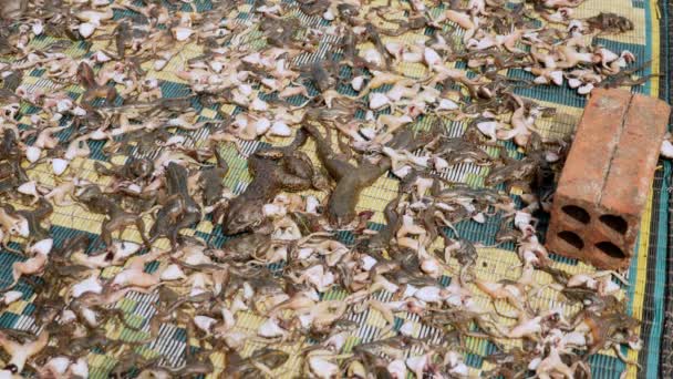 Extreme close up of flies feeding on dead, small frogs and toads drying up on a mat — Stock Video